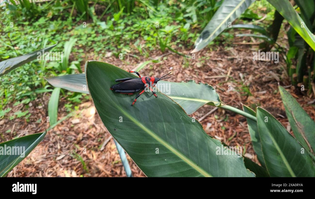 Une sauterelle en mousse koppie sur une grande feuille verte. Dictyophorus spumans Banque D'Images