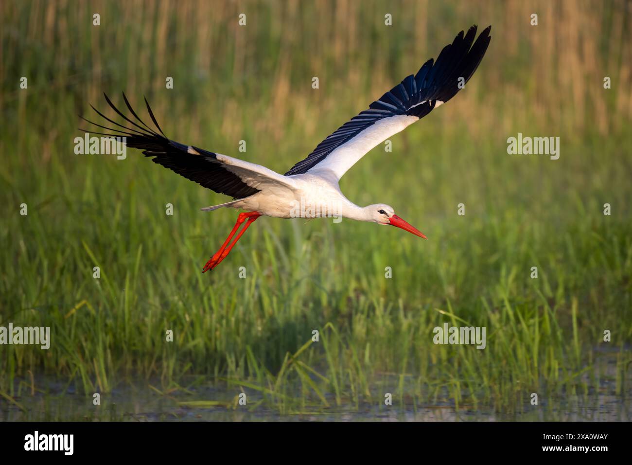 Cigogne blanche en vol au-dessus du champ d'herbe près de l'eau Banque D'Images