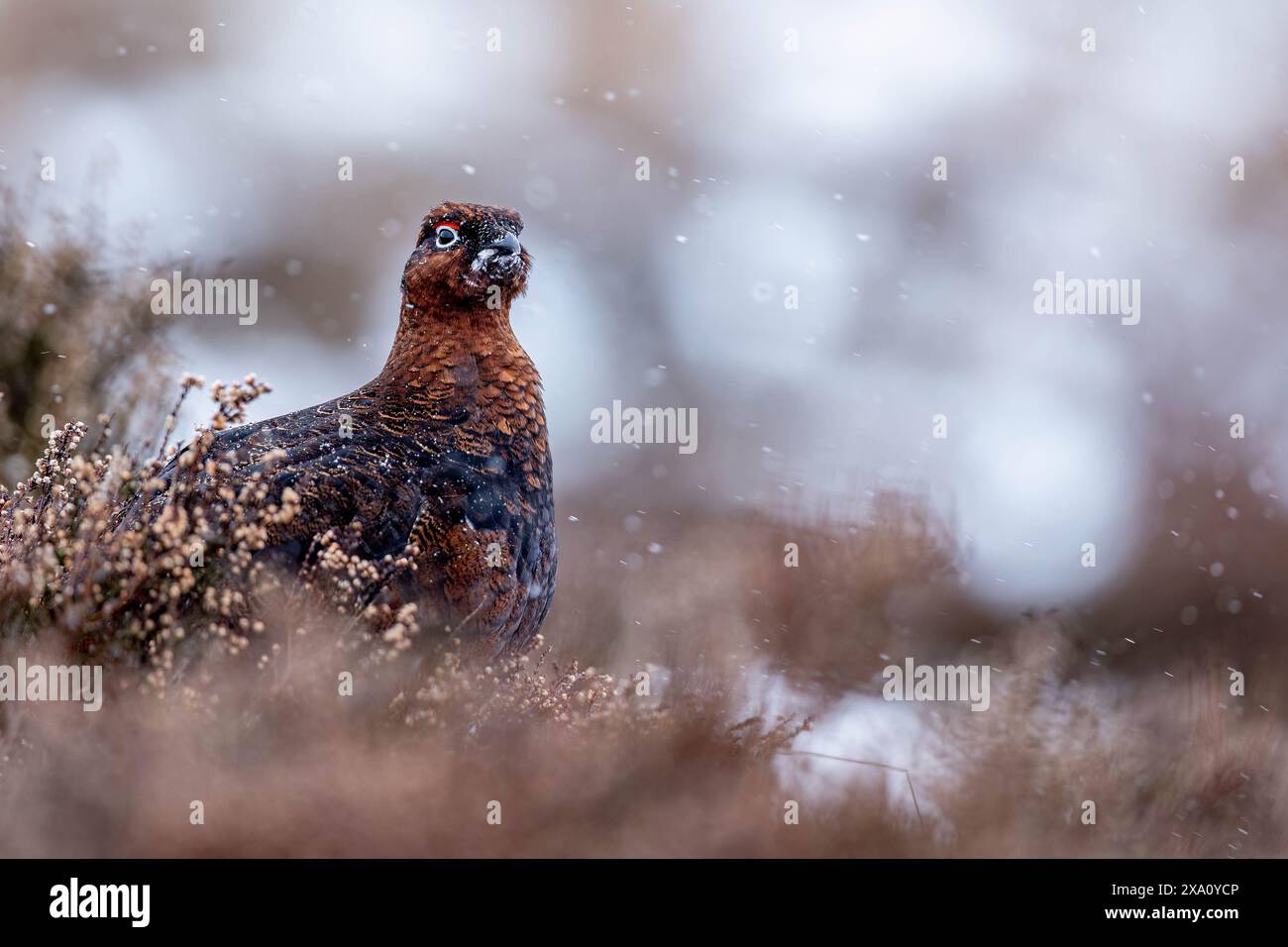 Un tétras rouge dans la nature enneigée des Cairngorms Banque D'Images