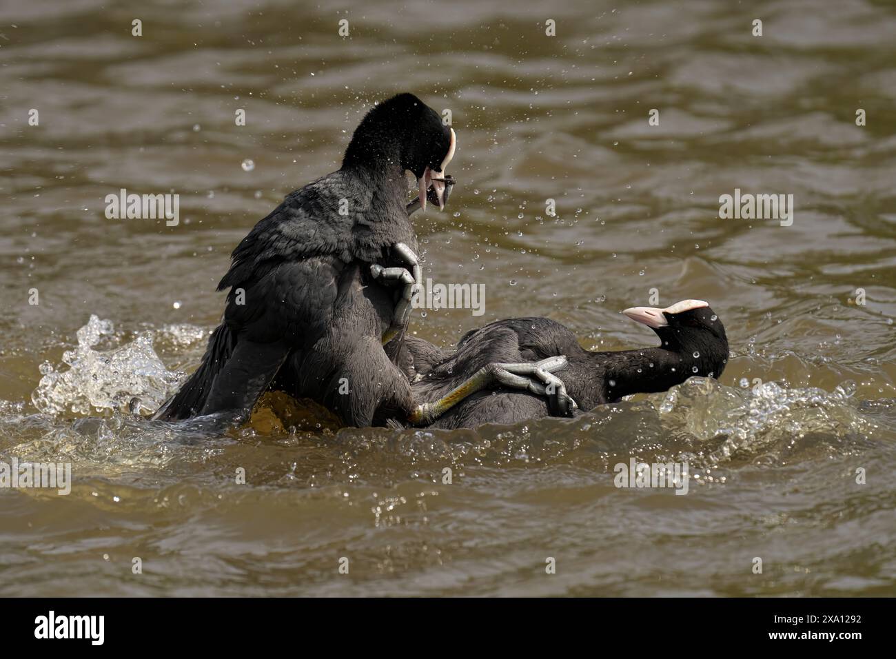 Les deux coots se sont engagés dans une bataille d'eau. Banque D'Images