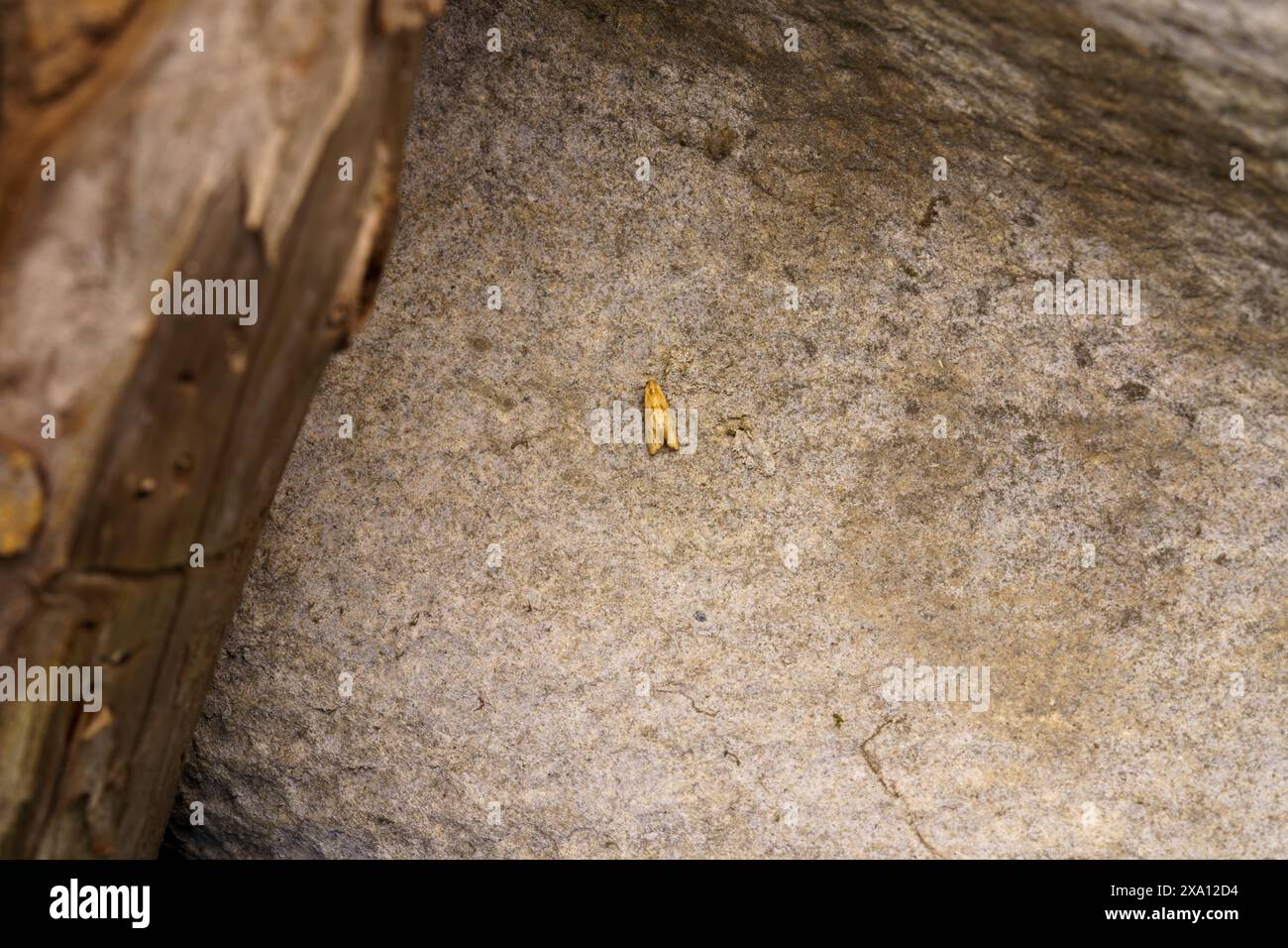 Aethes smeathmanniana famille Tortricidae genre Aethes Smeathmann's Aethes Moth nature sauvage photographie d'insectes, image, papier peint Banque D'Images
