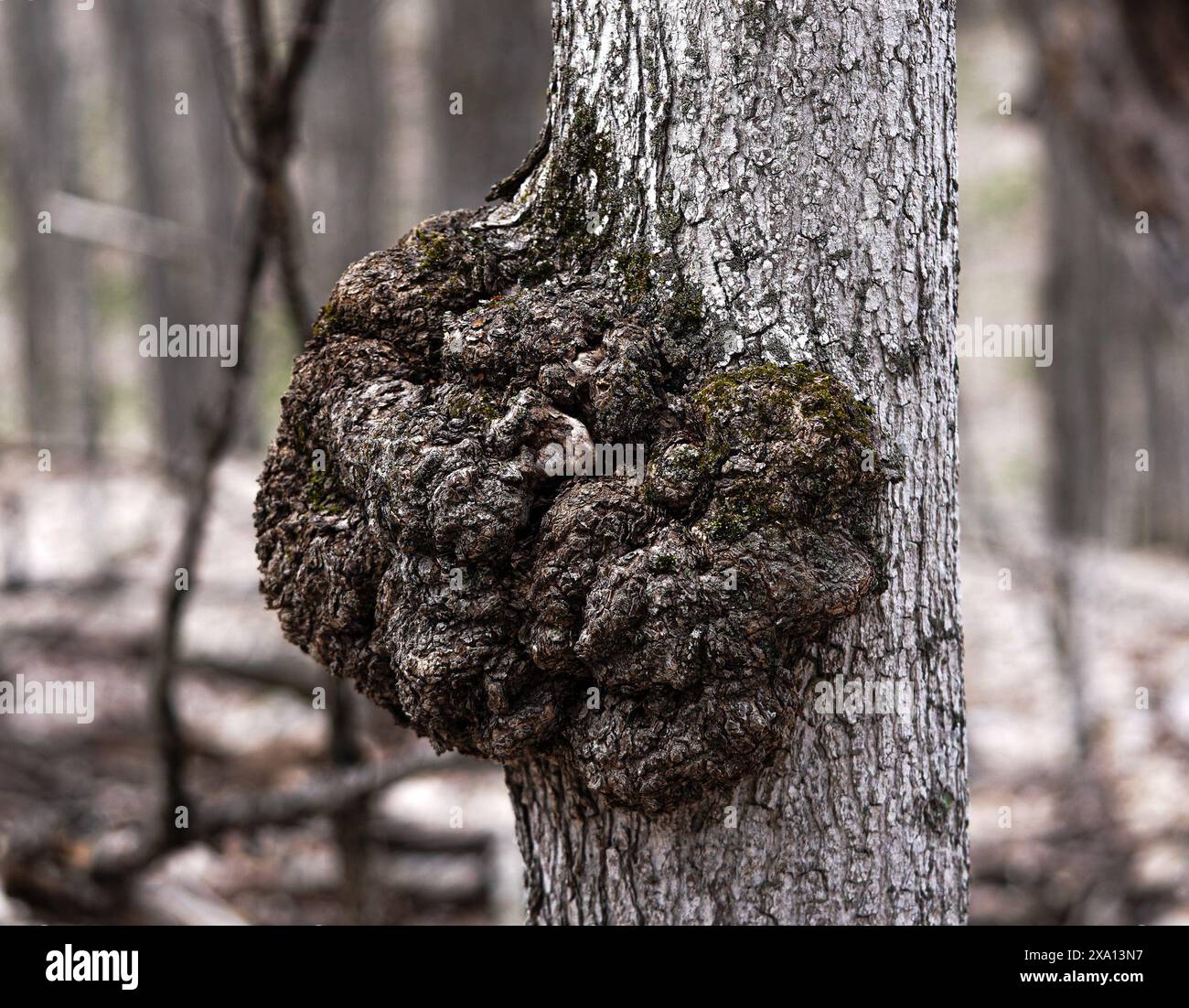 Une grosse bête d'arbres dans une forêt ontarienne, Canada Banque D'Images