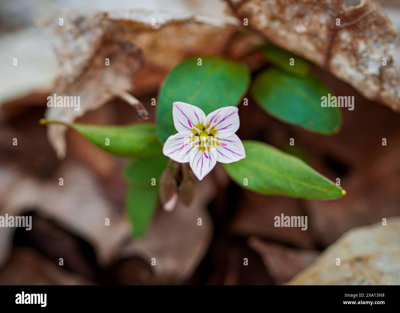 Une photo macro d'une fleur de beauté printanière en Ontario, Canada Banque D'Images