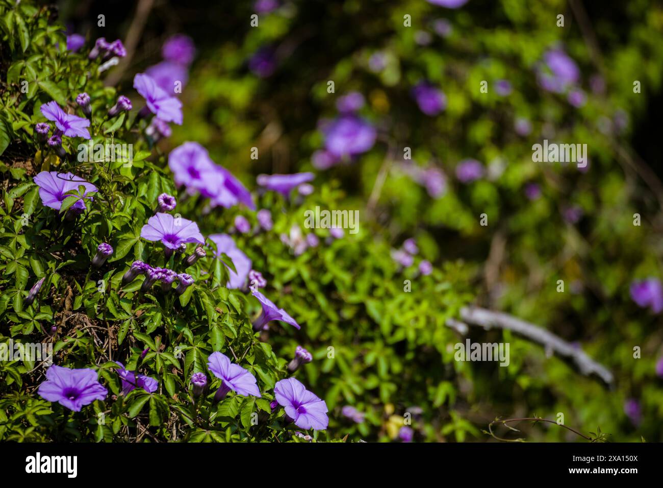 Fleurs colorées avec des feuilles vertes luxuriantes, prospérant à l'ombre Banque D'Images