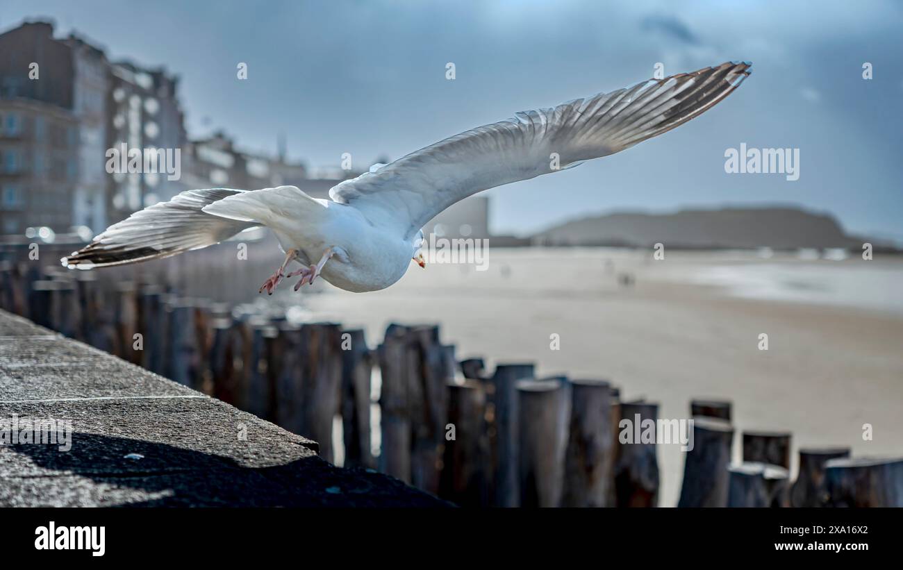 Une mouette planant au-dessus d'une structure en bois sur une plage Banque D'Images