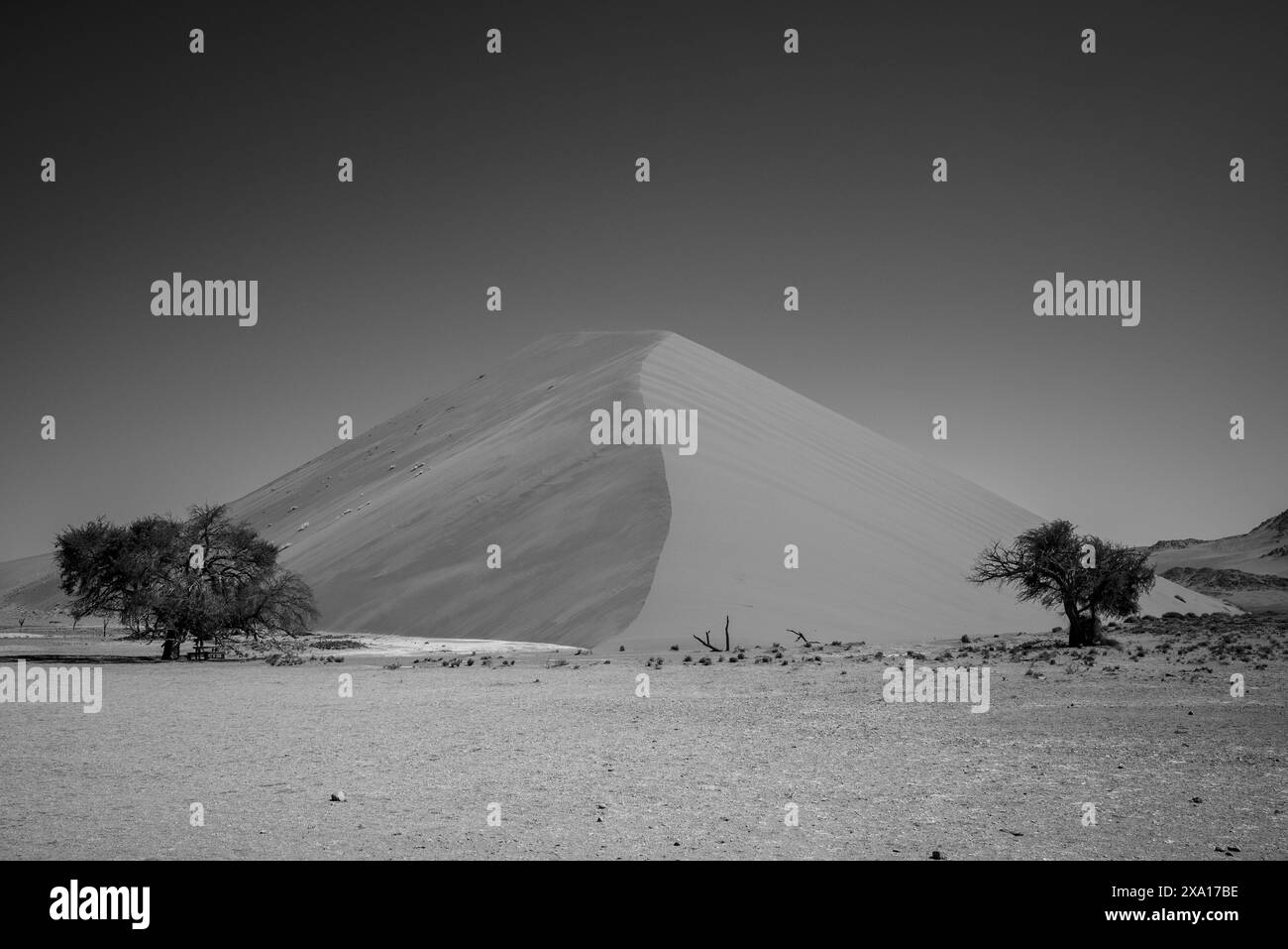 Un champ déserté avec une dune de sable et des arbres en arrière-plan Banque D'Images