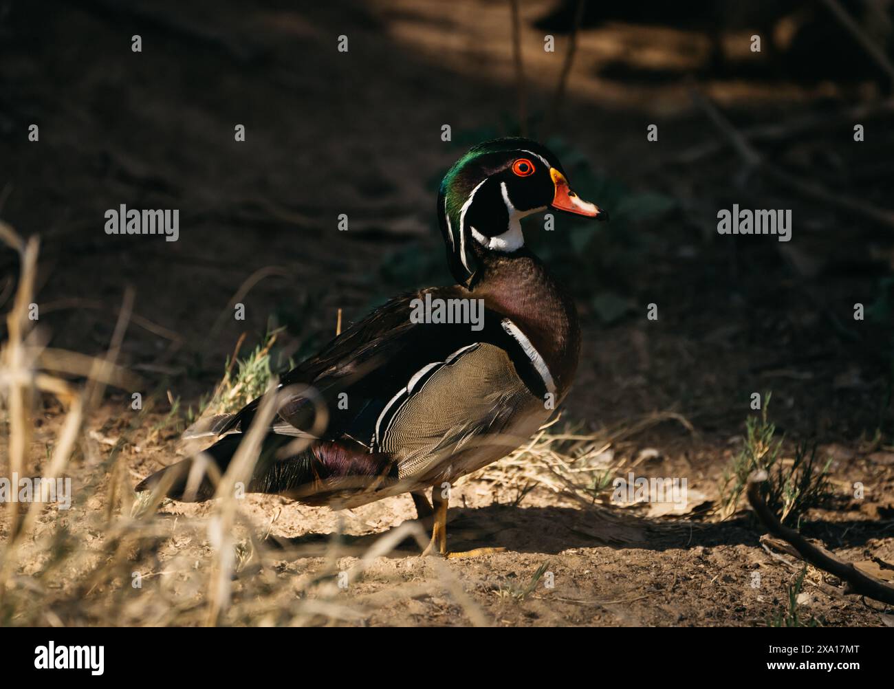 Un canard de bois perché sur le sol à côté de l'herbe et des mauvaises herbes Banque D'Images