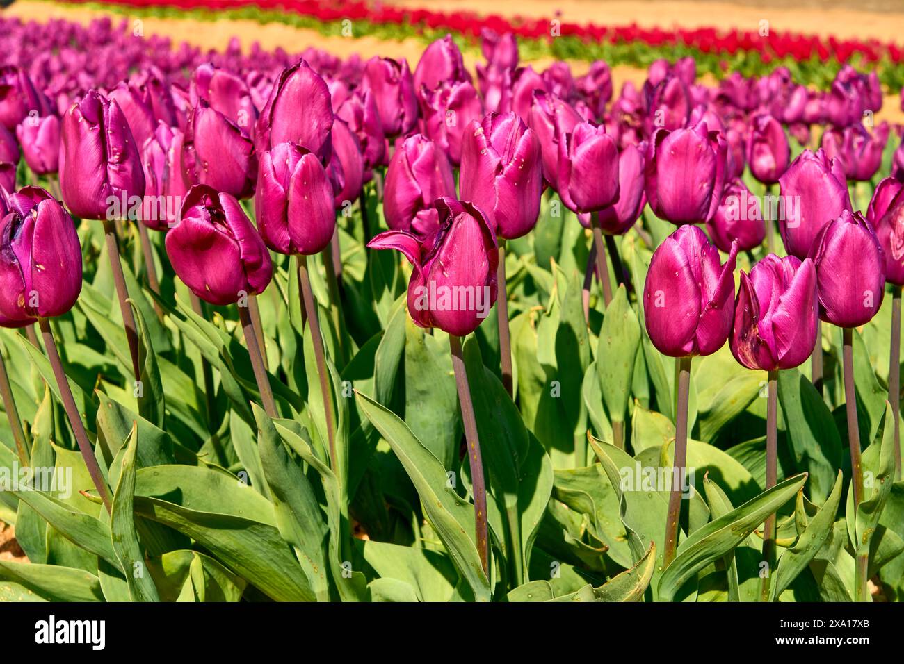 Beaucoup de tulipes rose foncé brillantes et leurs tiges vertes élégantes dans un lit dense avec une rangée de tulipes rouges en diagonale derrière elles. Banque D'Images