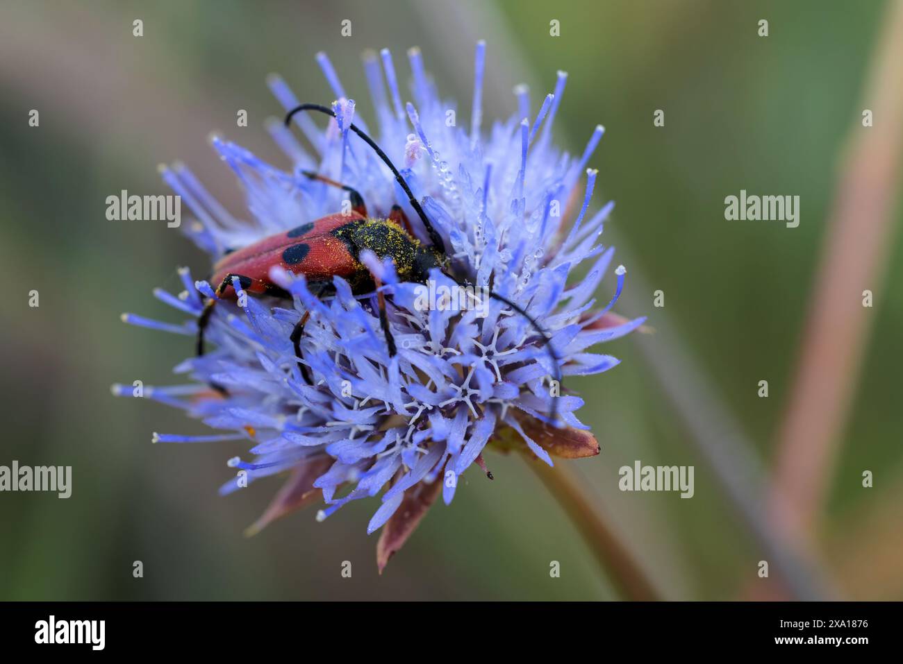 Gros plan de Nustera distigma, espèce de coléoptère de la famille des Cerambycidae Banque D'Images