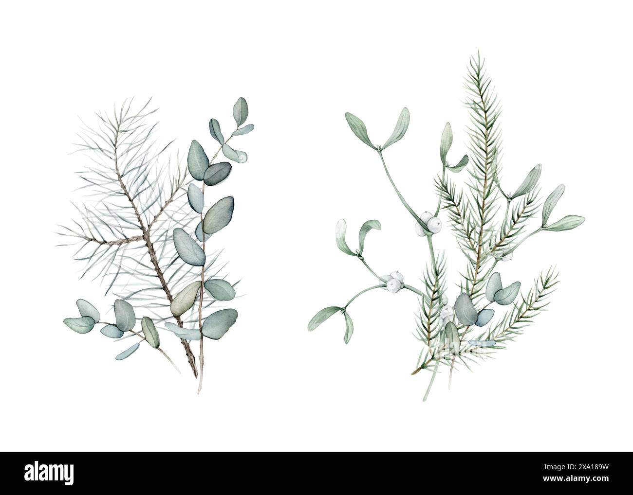 Composition du nouvel an des plantes vertes eucalyptus et gui blanc. Branches forestières de conifères d'épinette ou de sapin et de pin. Dessin à la main à l'aquarelle Banque D'Images