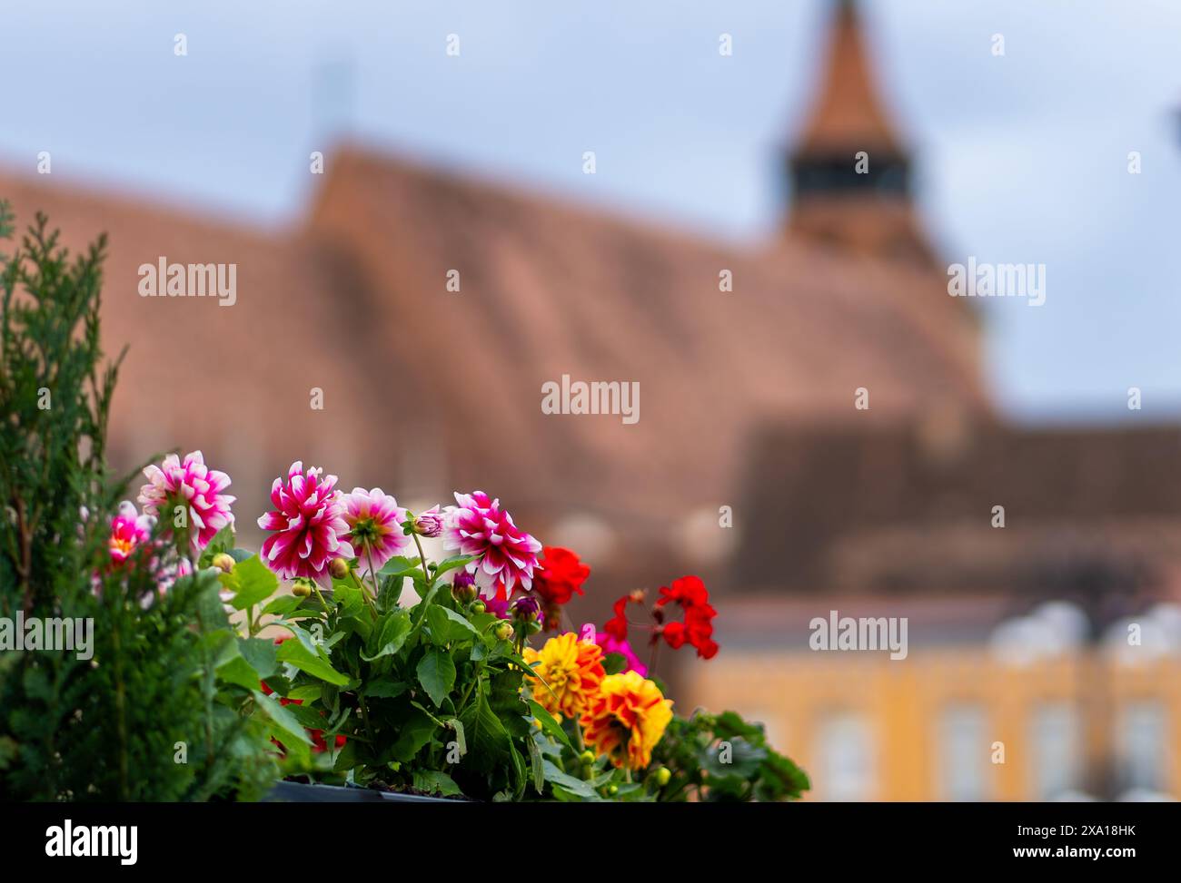 Les tulipes vibrantes fleurissent dans un pré vert Banque D'Images