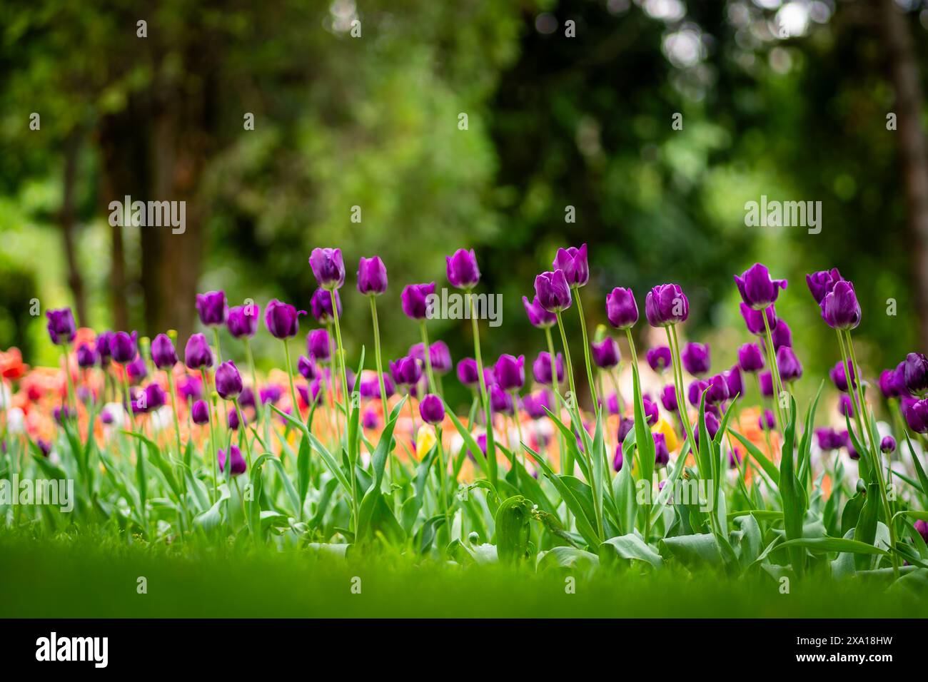 Les tulipes vibrantes fleurissent dans un pré vert Banque D'Images