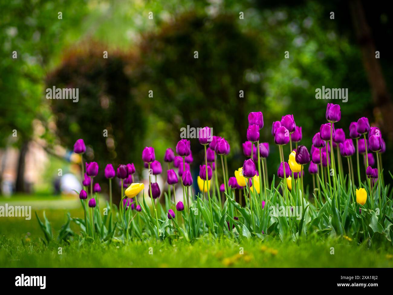 Les tulipes vibrantes fleurissent dans un pré vert Banque D'Images