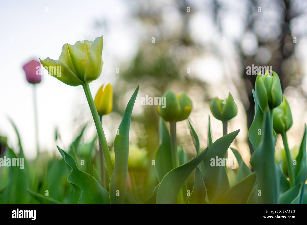 Les tulipes vibrantes fleurissent dans un pré vert Banque D'Images
