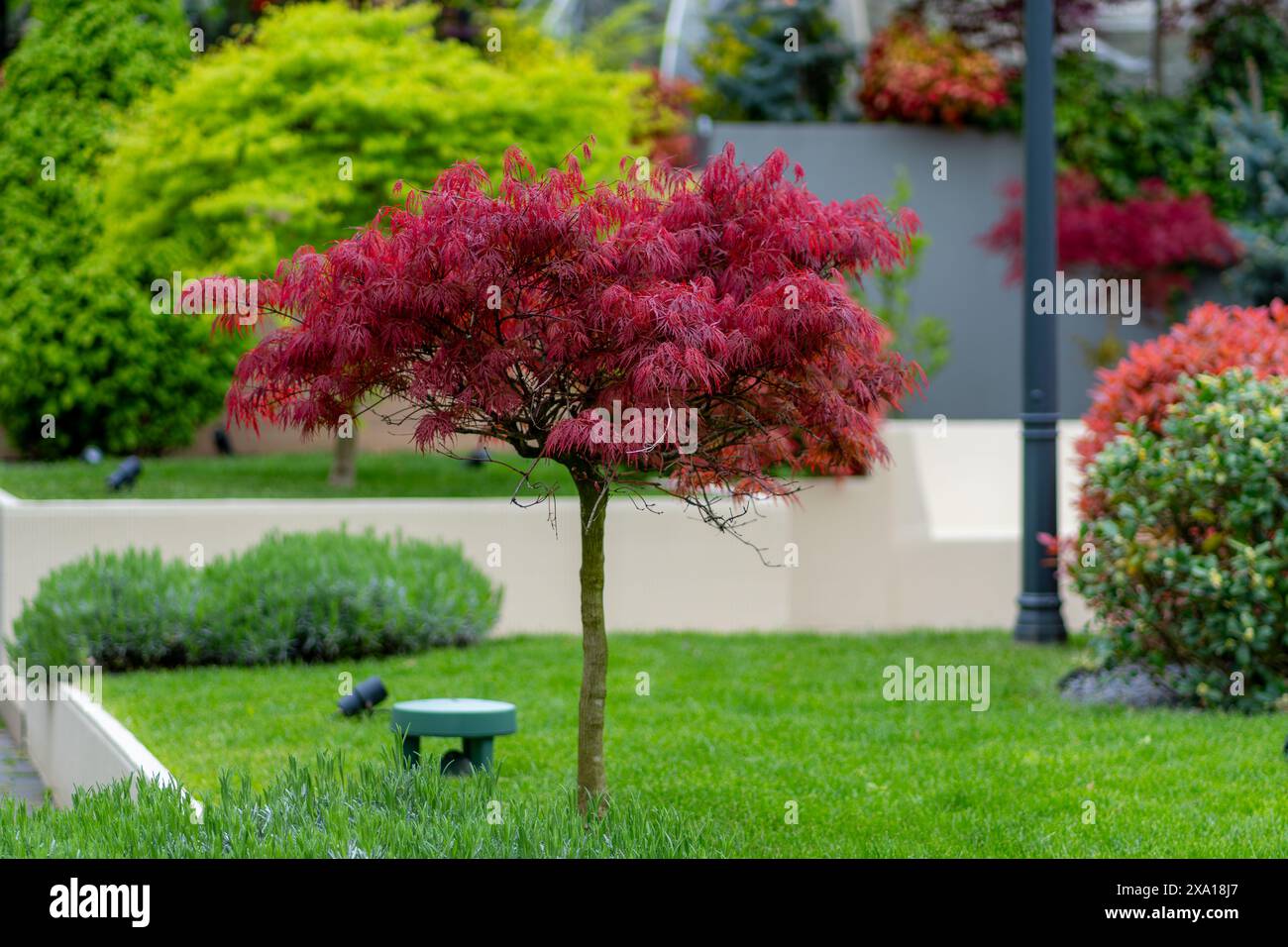 Un arbre rouge vibrant en pleine floraison Banque D'Images