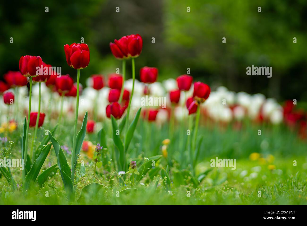 Les tulipes vibrantes fleurissent dans un pré vert Banque D'Images