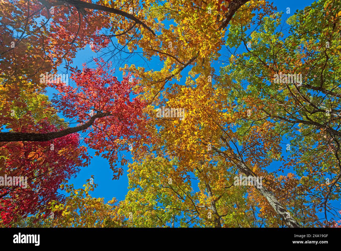 Canopy of Colors à l'automne sur la Blue Ridge Parkway en Virginie Banque D'Images