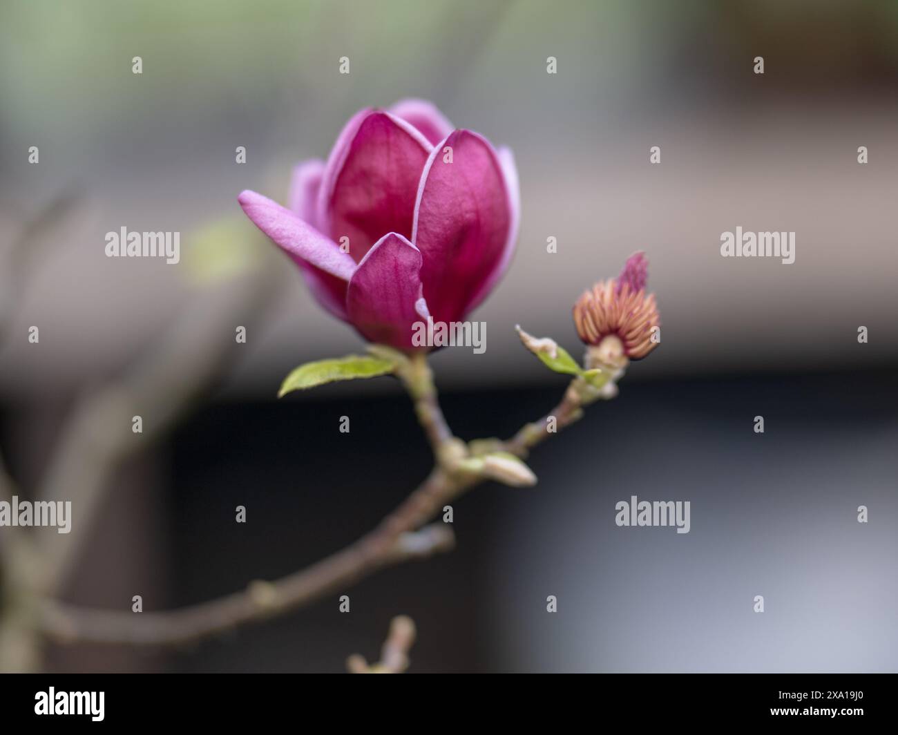 Une minuscule fleur violette orne une branche d'arbre Banque D'Images