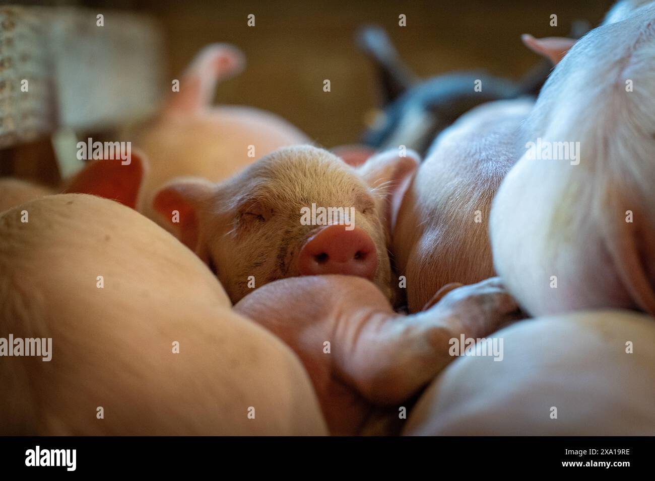 Femme tenant bébé cochon dans la grange avec d'autres cochons Banque D'Images