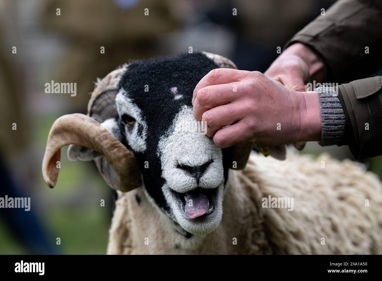 Présentation de moutons Swaledale au Tan Hill Spring Show 2024. Banque D'Images