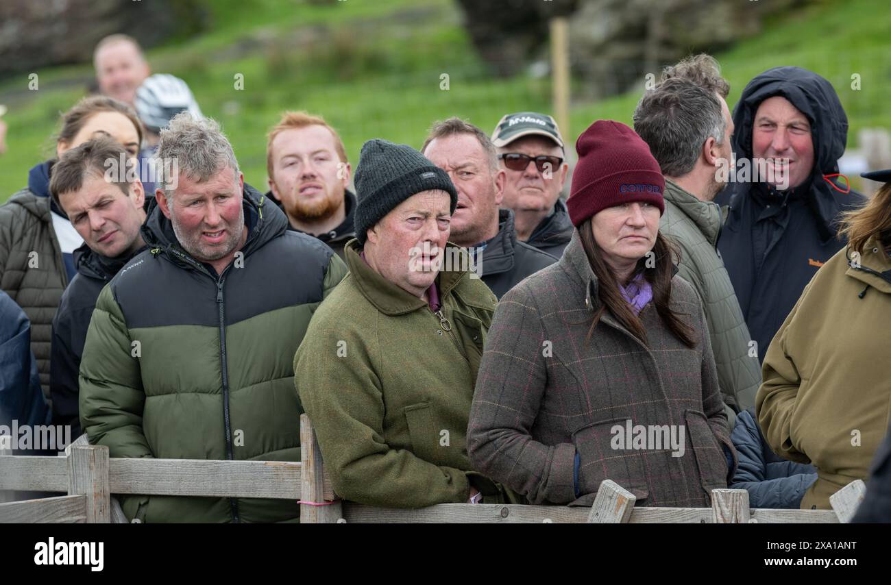 Présentation de moutons Swaledale au Tan Hill Spring Show 2024. Banque D'Images