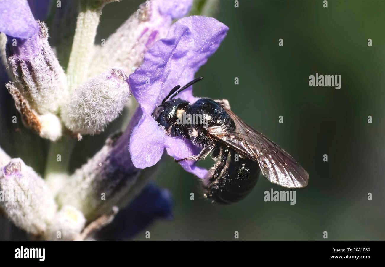 Une minuscule abeille Ceratina petit charpentier métallique foncé pousse sa tête dans l'ouverture d'une fleur de lavande violette pour récupérer le nectar relaxant et apaisant. Banque D'Images Une minuscule abeille Ceratina petit charpentier métallique foncé pousse sa tête dans l'ouverture d'une fleur de lavande violette pour récupérer le nectar relaxant et apaisant. Banque D'Images