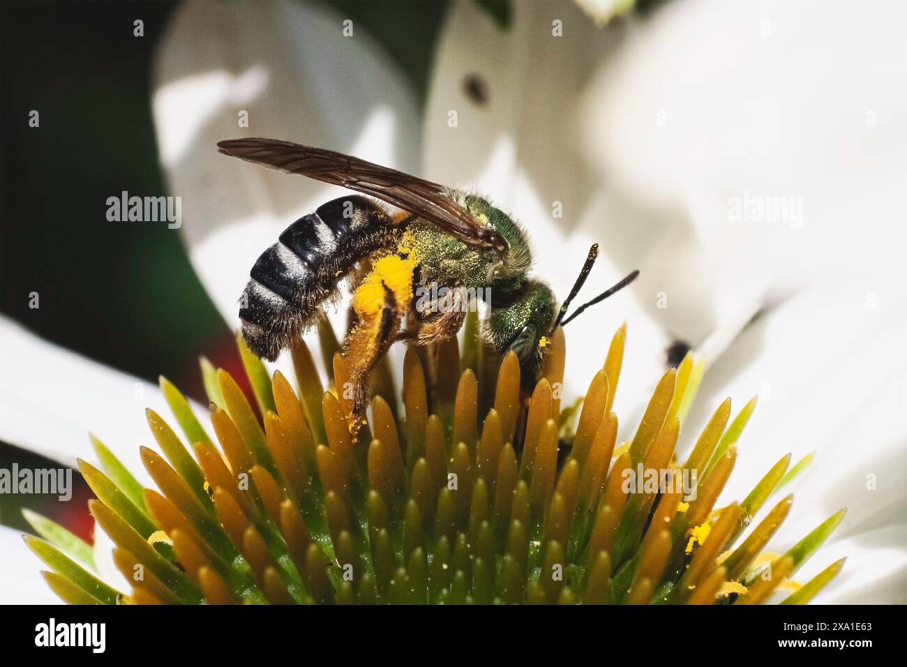Une femelle Agapostemon virescens vert métallique bicolore Sweat Bee emballe le pollen d'un caillou d'échinécie sur ses jambes pour approvisionner son nid. Banque D'Images
