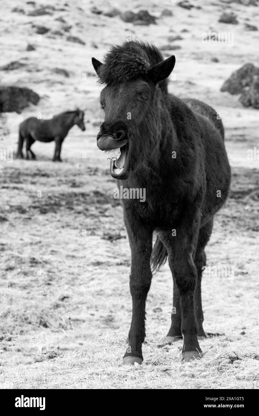 Islande. Chevaux islandais. Une des races de chevaux les plus pures au monde. Bâillement d'un poulain noir. Banque D'Images