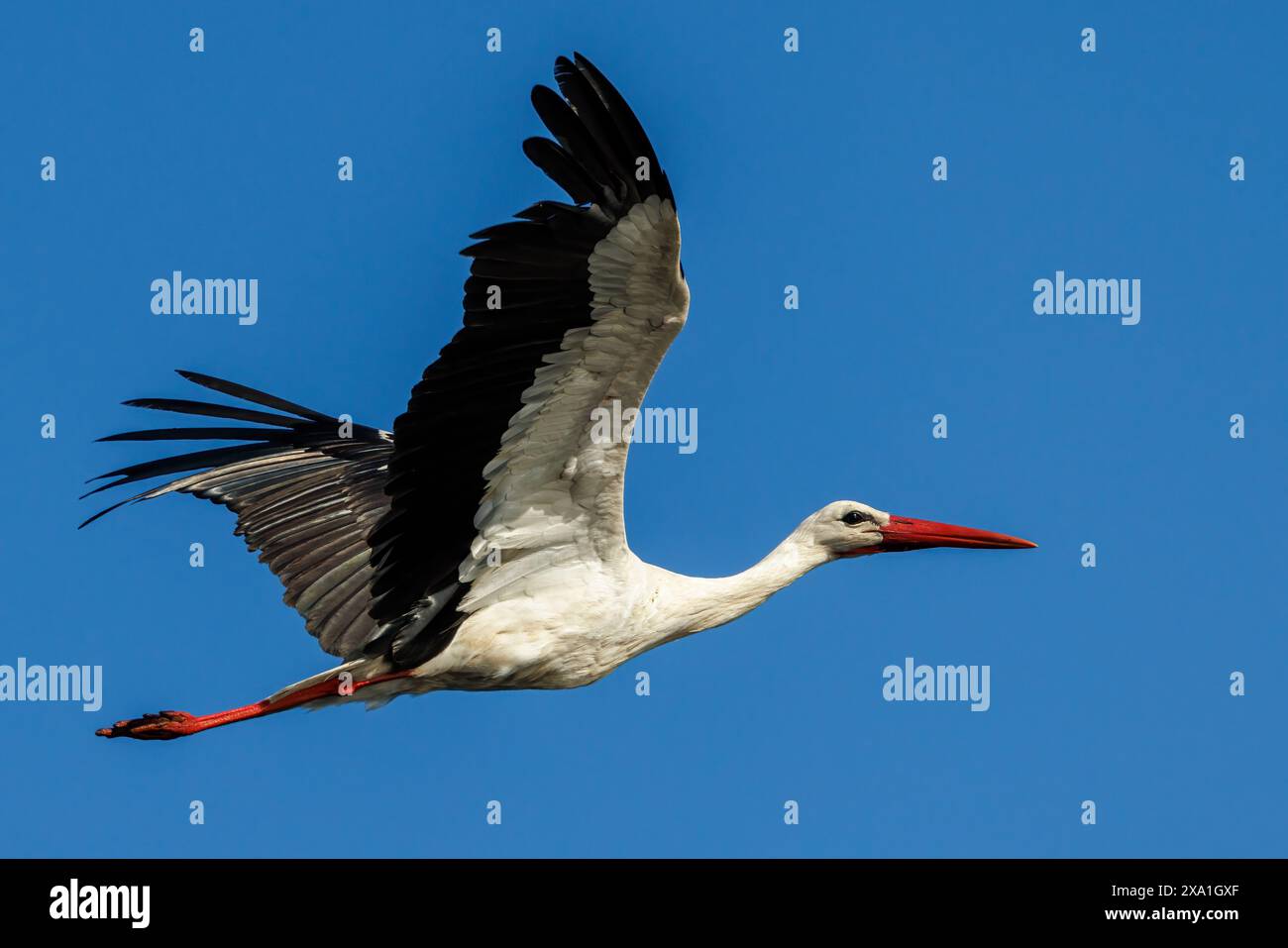 Une cigogne dans leur environnement naturel. Banque D'Images