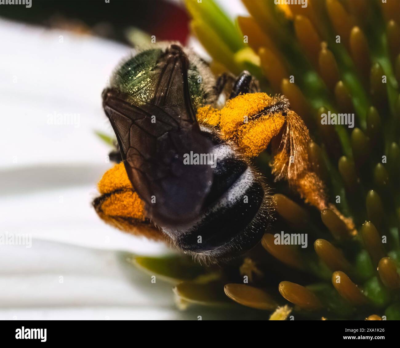 Vue postérieure d'une abeille sueur verte métallique bicolore femelle (Agapostemon virescens) recueillant du pollen dans des paniers appelés corbicules sur les pattes arrière. Banque D'Images