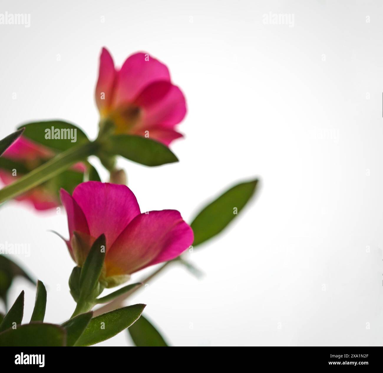 Fleurs roses contre un ciel blanc avec de la place pour le texte Banque D'Images