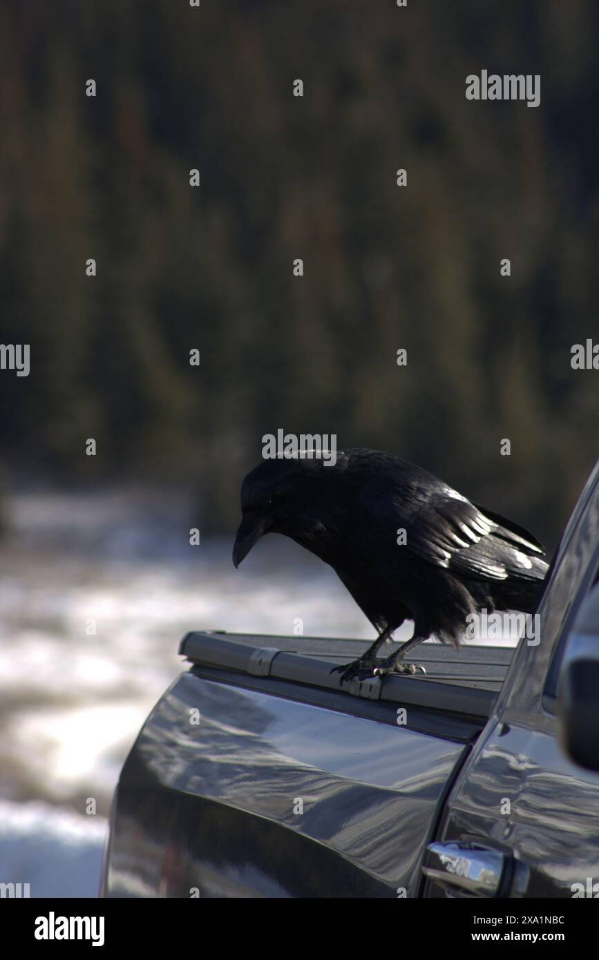 Un oiseau noir est assis sur un capot de voiture en hiver neigeux Banque D'Images