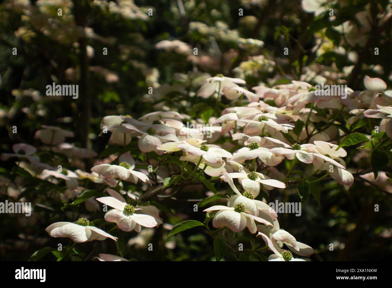 Arbre en Dogwood fleuri Banque D'Images