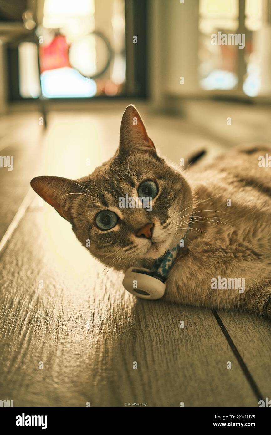 Un chat souriant allongé sur du parquet, regardant vers le haut Banque D'Images