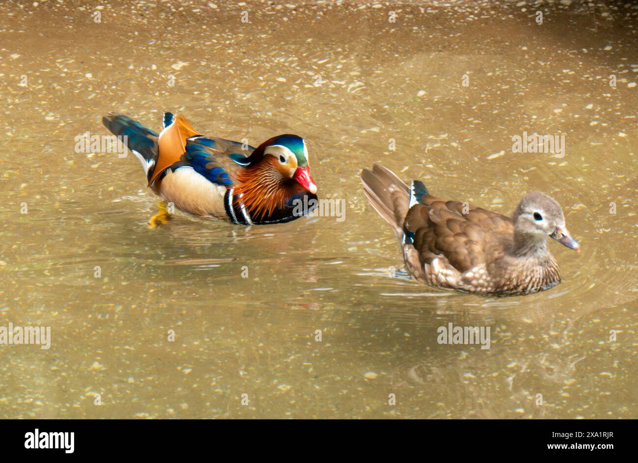 Un canard mandarin et un canard commun sur un étang tranquille Banque D'Images