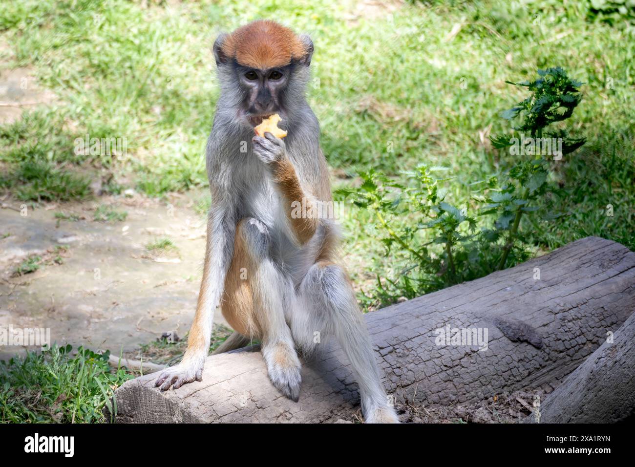 Résumé Erythrocebus patas est un singe terrestre de taille moyenne, originaire d’Afrique subsaharienne. Banque D'Images