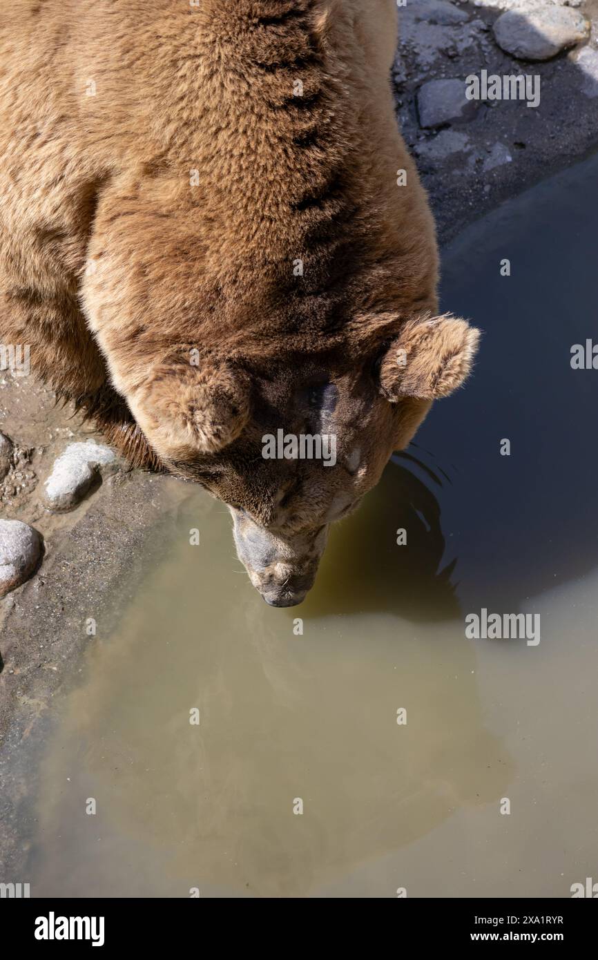 L'ours brun des Carpates se refroidit dans un étang et pose avec un mime sérieux Banque D'Images