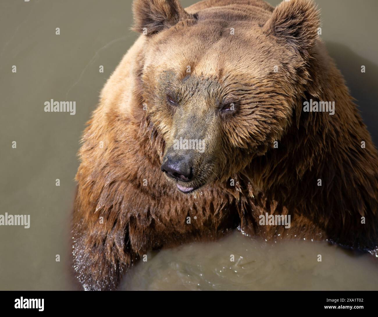 L'ours brun des Carpates se refroidit dans un étang et pose avec un mime sérieux Banque D'Images