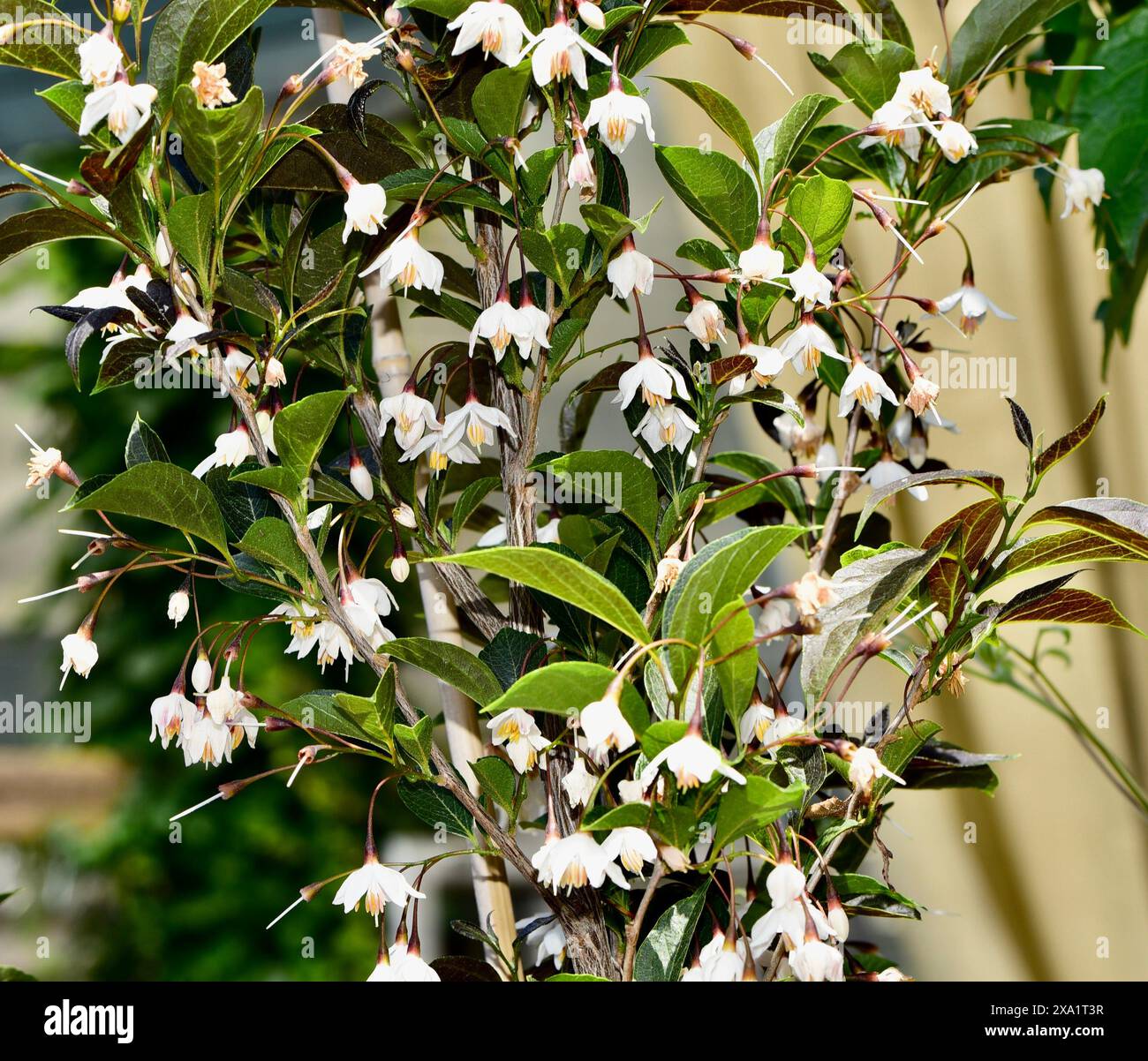 Un arbre de cloche de neige japonais, Styrax Japonicus 'lumière du soir', illuminé par la douce lumière du soleil du soir. Banque D'Images