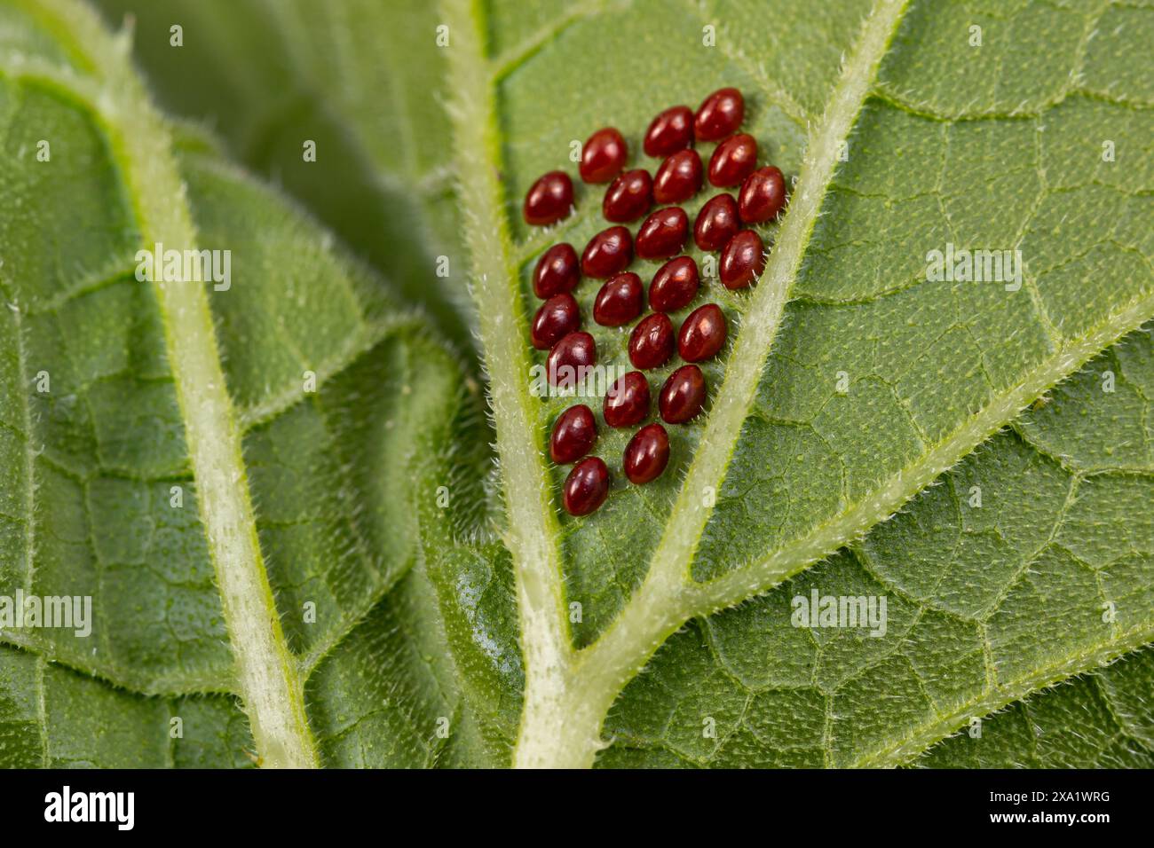 Oeufs de coléoptère de courge sur le dessous de la feuille de plante de citrouille. Insectes de jardin, jardinage et concept de lutte antiparasitaire agricole. Banque D'Images