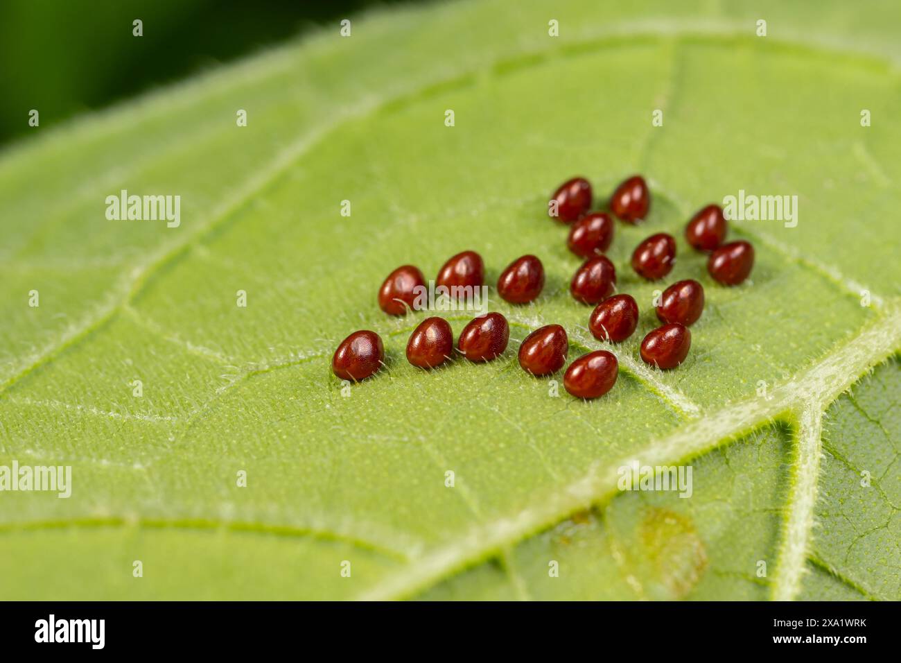 Oeufs de coléoptère de courge sur le dessous de la feuille de plante de citrouille. Insectes de jardin, jardinage et concept de lutte antiparasitaire agricole. Banque D'Images