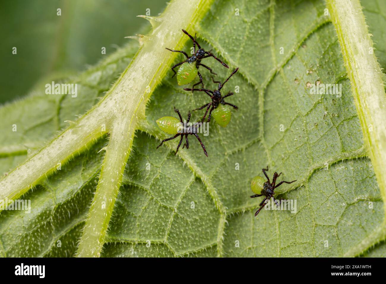 Larves de coléoptère de courge sur la face inférieure de la feuille de plante de citrouille. Insectes de jardin, jardinage et concept de lutte antiparasitaire agricole. Banque D'Images