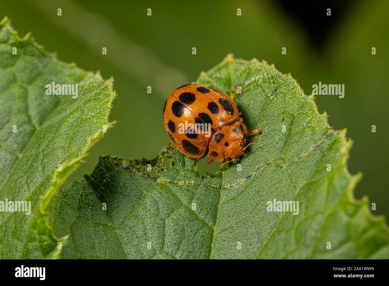 Coléoptère de courge mangeant feuille de plante de citrouille. Insectes de jardin, jardinage et concept de lutte antiparasitaire agricole Banque D'Images