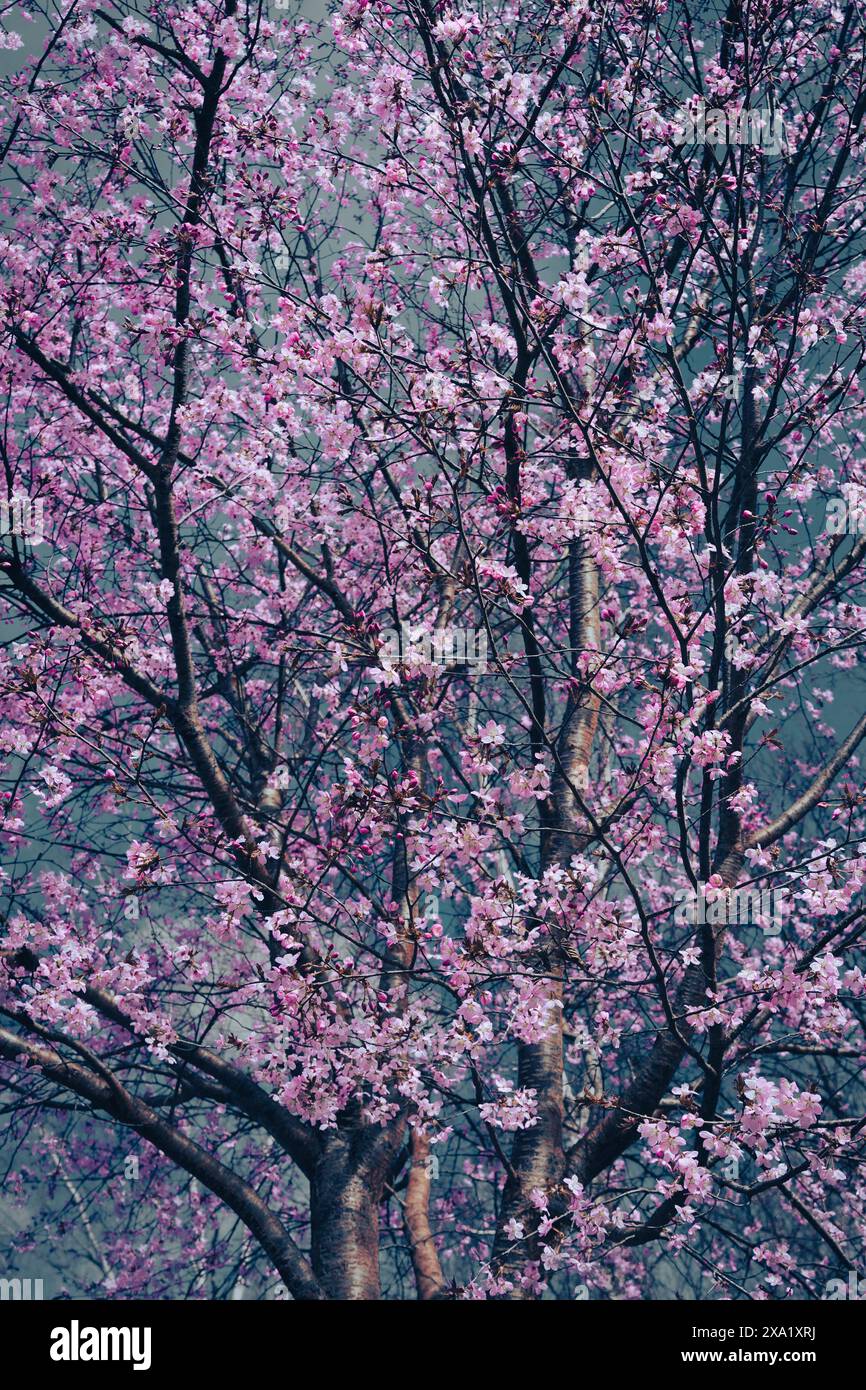 Image abstraite de cerisier rose en fleur Banque D'Images