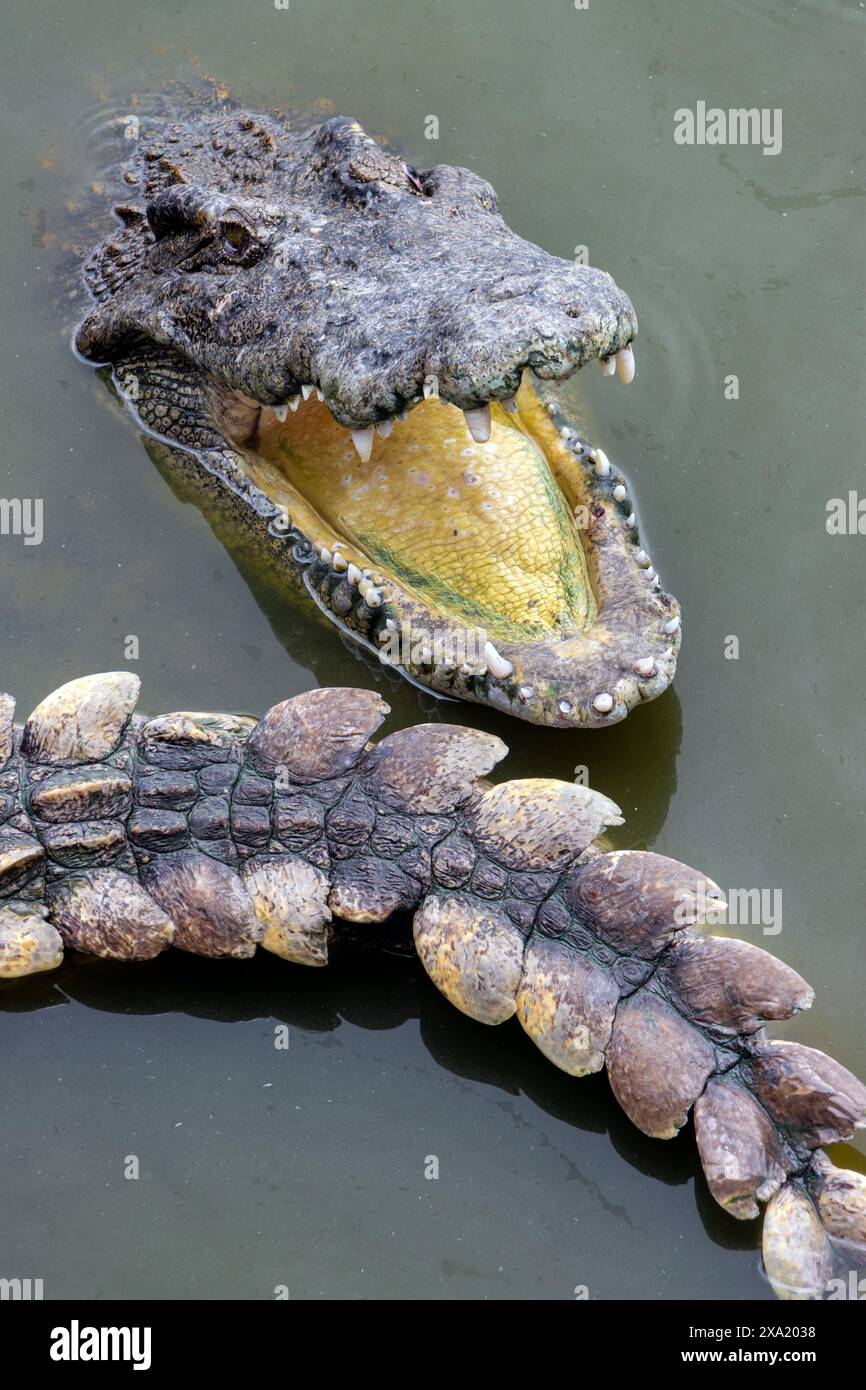 Un crocodile dans l'eau avec les mâchoires ouvertes Banque D'Images