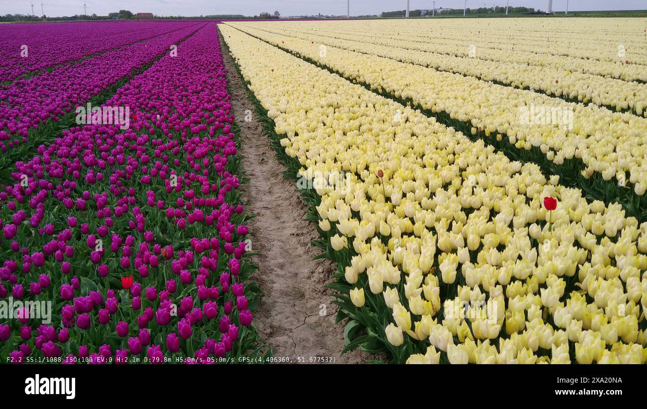 Une vue panoramique sur les champs de tulipes dynamiques près de Willemstad, aux pays-Bas, dans le Brabant Banque D'Images