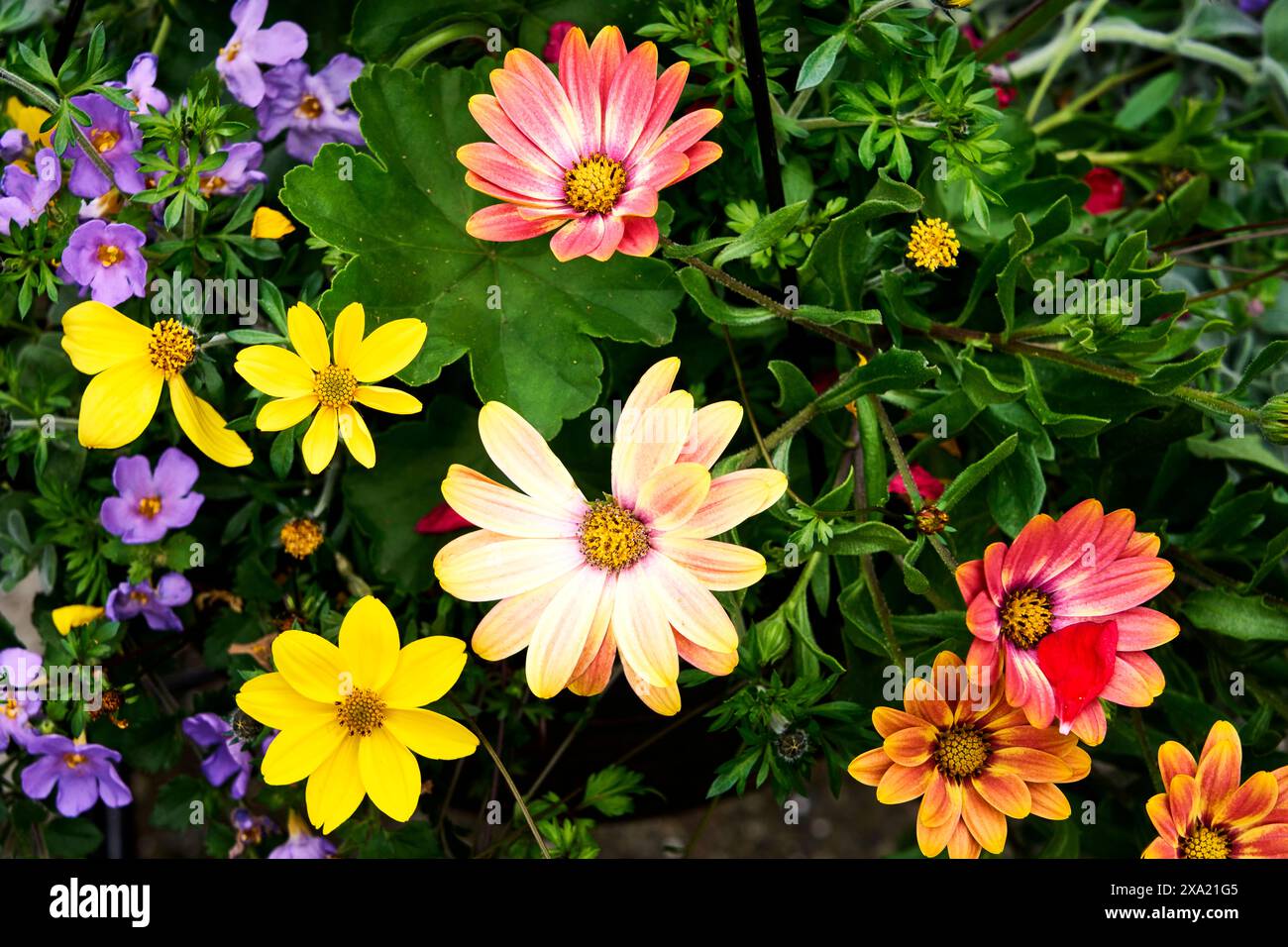 Gros plan de fleurs de printemps colorées dans une jardinière à vendre sur un marché de jardin. Banque D'Images