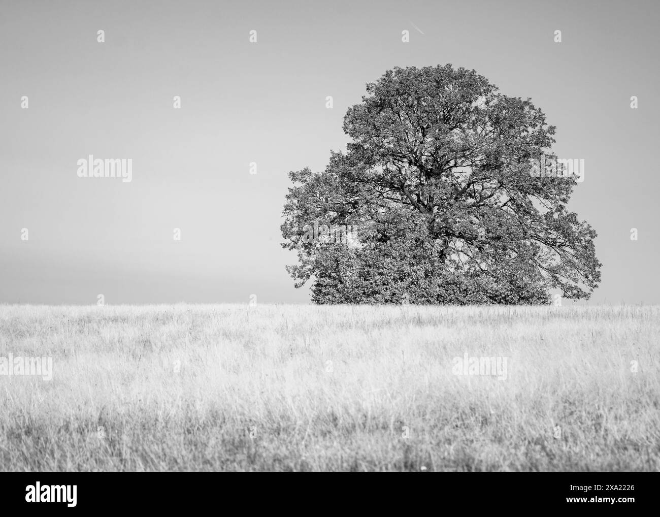 Un arbre solitaire sur une colline avec de l'herbe desséchée Banque D'Images