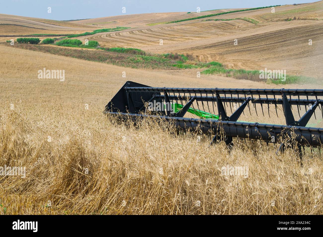 récolteuse au travail récoltant un champ de blé. Banque D'Images