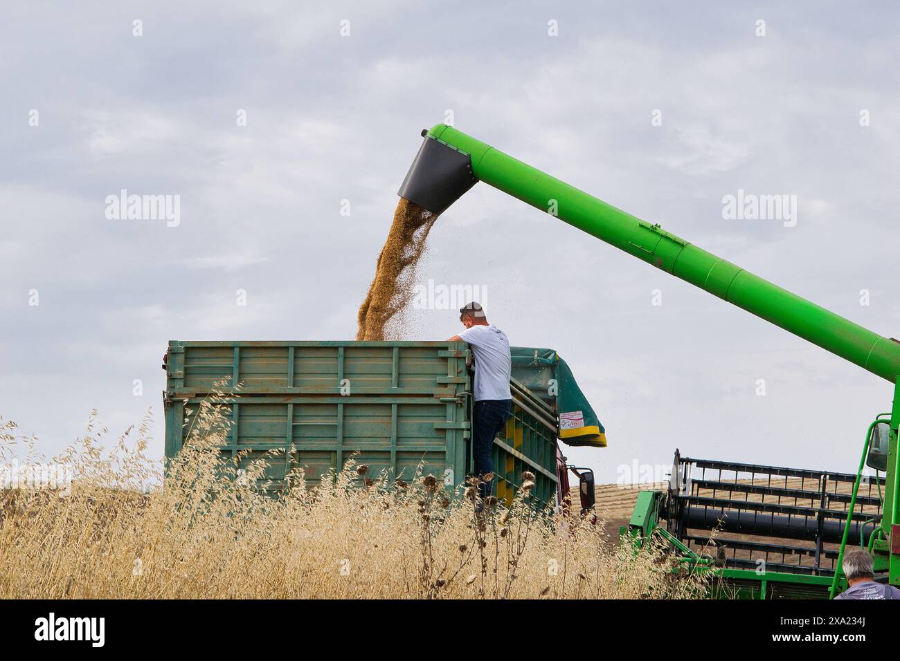 Machine de récolte récolteuse de champ de blé. L'agriculture Banque D'Images